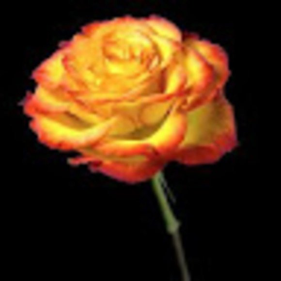 Meet your Posher, Tonya - Picture 1 of 1